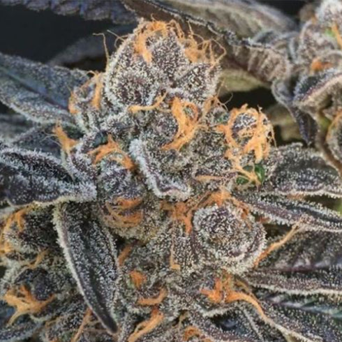 BC Bud Depot - Girl Scout Gum