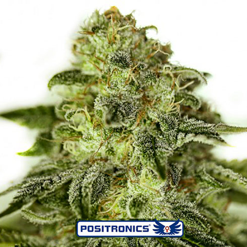 Positronic Seeds - Glory OG