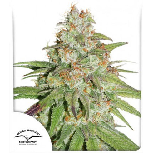 Dutch Passion - Glueberry O.G.