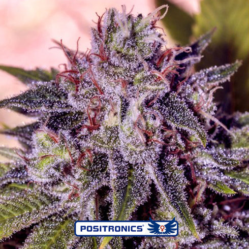 Positronic Seeds - GMK By Gordo Master