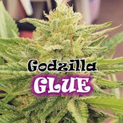 Dr Underground - Godzilla Glue