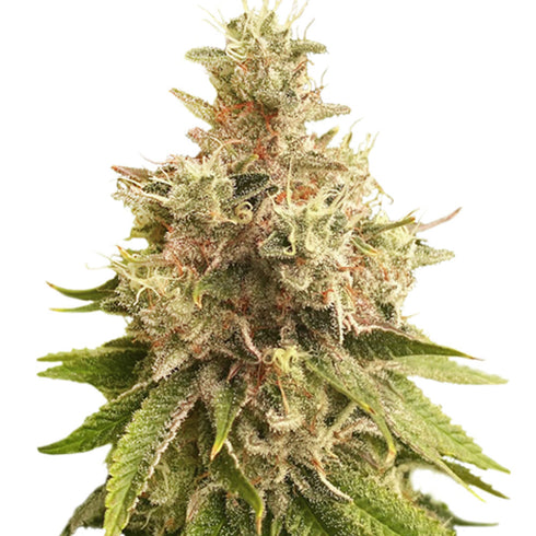 Super Sativa Seed Club - Golden Apple Haze