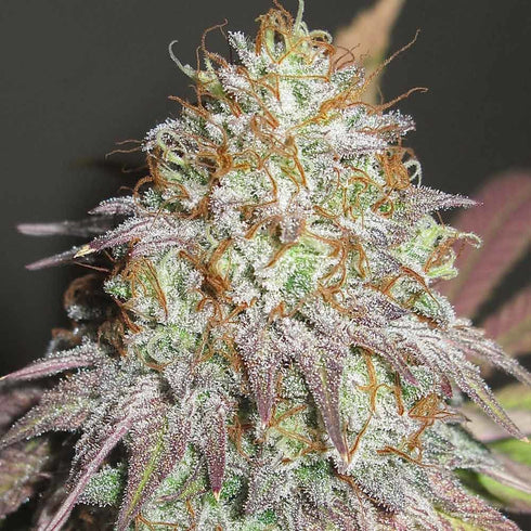 Ultra Genetics - Aunt Jewmima Golden Syrup