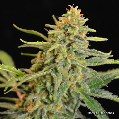Norstar Genetics - Golden Child