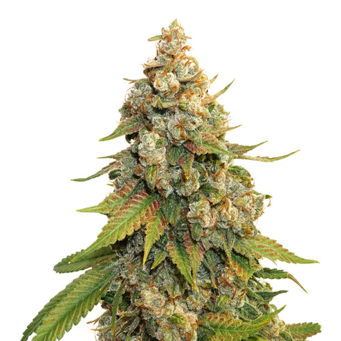 Seed Stockers Seeds - Golden Lemon Haze
