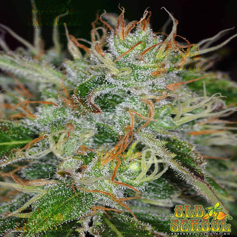 Reeferman - Golden Temple Kush