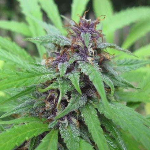 Spliff Seeds - Gold Rush Outdoor