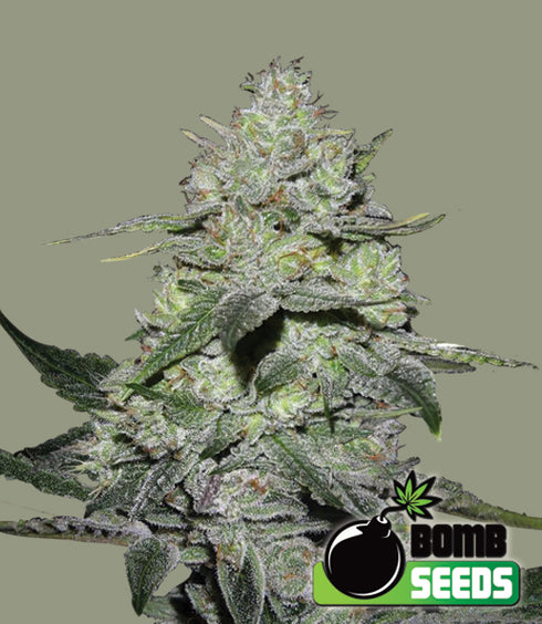Bomb Seeds - Gorilla Bomb