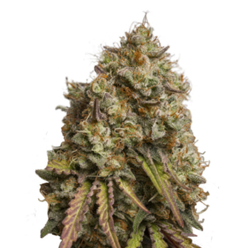 Seed Stockers Seeds - Gorilla Cookies