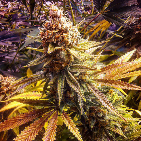 Good Buzz Genetics - Gorilla G