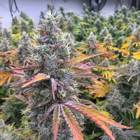 Good Buzz Genetics - Auto Gorilla Glue