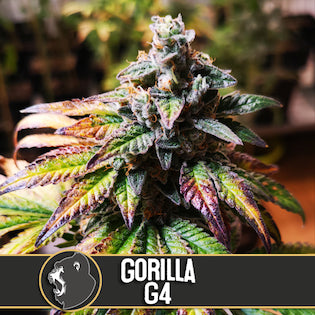BlimBurn Seeds - Gorilla Glue #4
