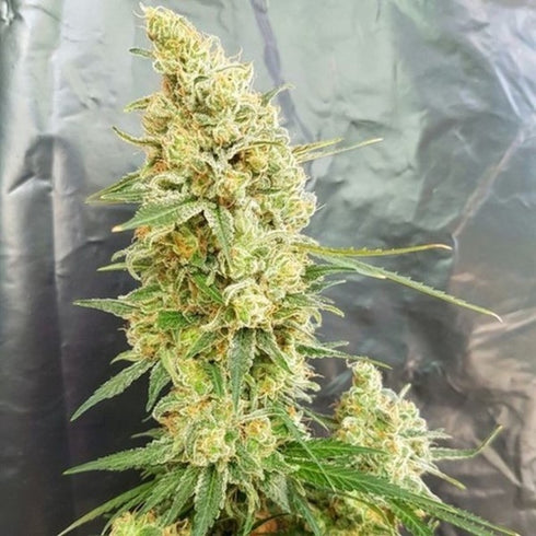 Expert Seeds - Gorilla Banana