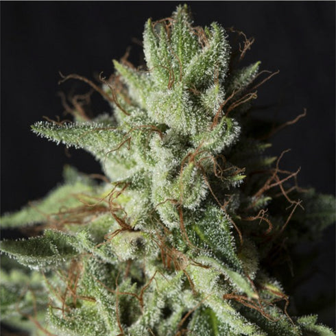 Eva Seeds - Gorilla Candy