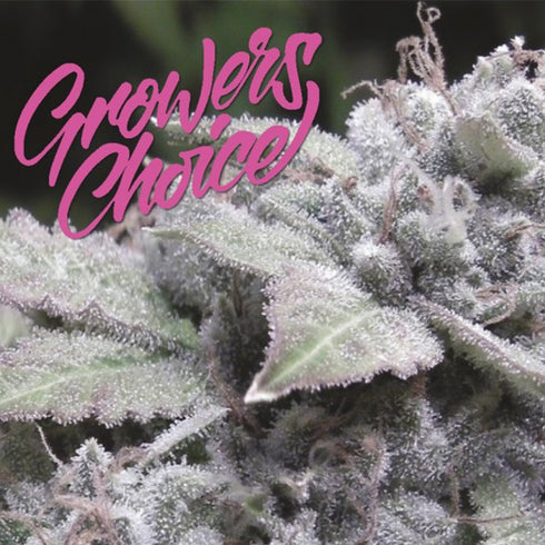 Growers Choice - Gorilla Cookies