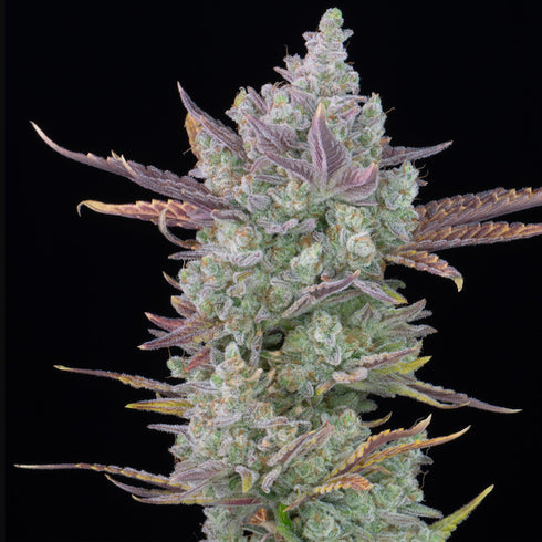 FastBuds Seeds - Gorilla Cookies Auto