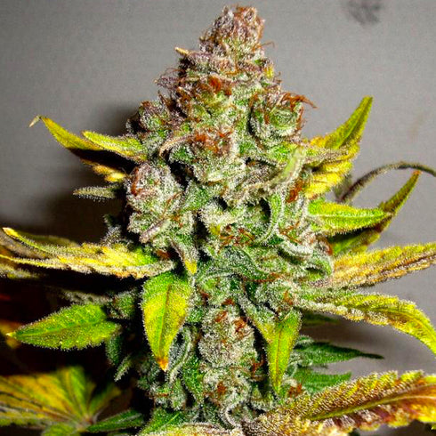 BSB Genetics - Gorilla Glue #4