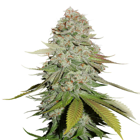 Seed Stockers Seeds - Gorilla Glue Auto