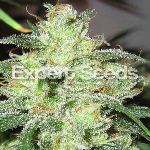 Expert Seeds - Gorilla Glue #4 x Cheese