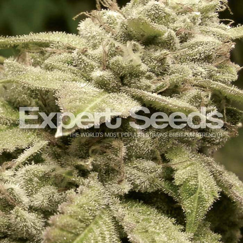 Expert Seeds - Gorilla Glue #4 x White Widow