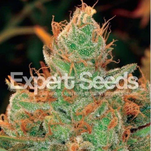Expert Seeds - Gorilla Glue #4 x Lilly