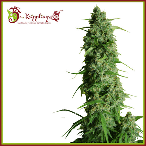 Dr Krippling Seeds - Gorilla Infested Gelato Auto