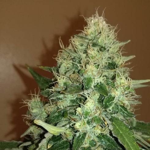 Professor Trichome Seeds - Gorilla Glue x Girl Scout Cookies