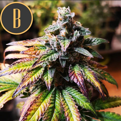BlimBurn Seeds - Gorilla G4 Fast