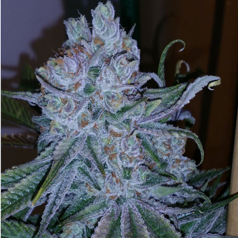 Subcool Seeds/TGA Genetics - Go Time