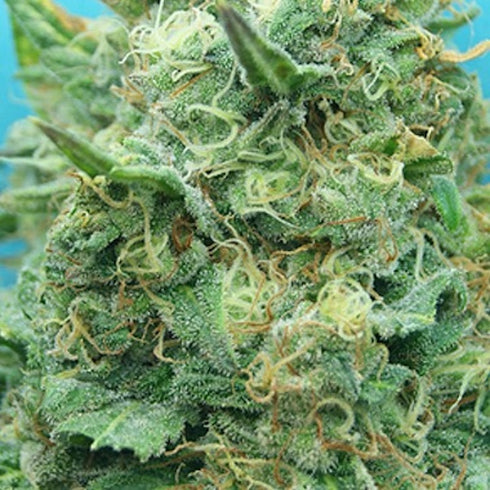 Dr Krippling Seeds - Grand Heft Auto