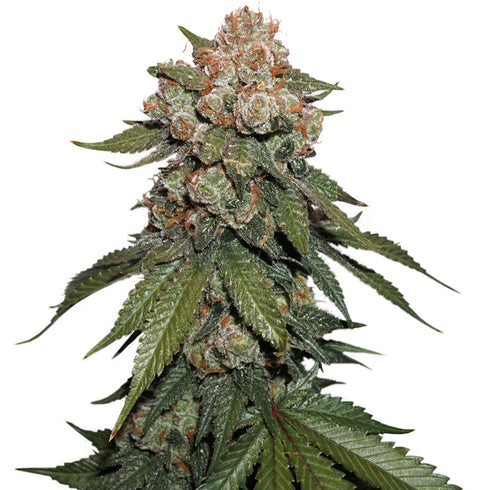 Seed Stockers Seeds - Grandaddy Confidential