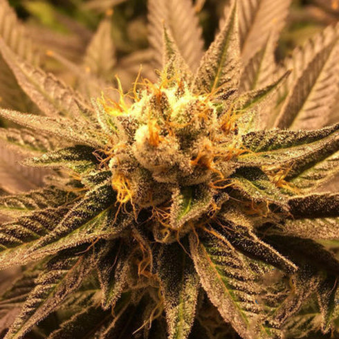 Grand Daddy Purple - Grandpa Larry