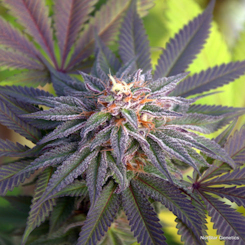 Norstar Genetics - Grand Poohbah