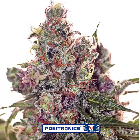 Positronic Seeds - Grapefruit
