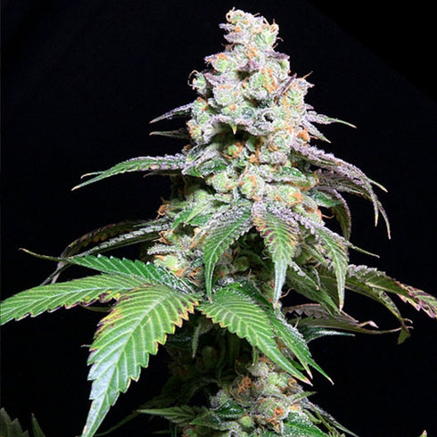 Subcool Seeds/TGA Genetics - Grape Inferno
