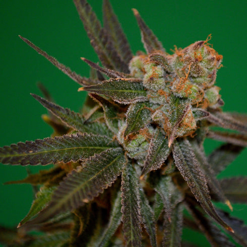 Subcool Seeds/TGA Genetics - Grape Lime Ricky