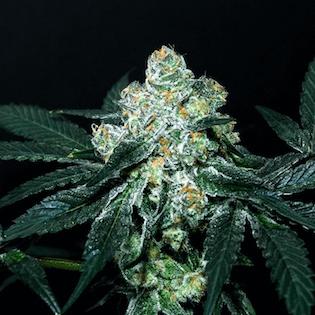 Elev8 Seeds - Grape Si-Dos