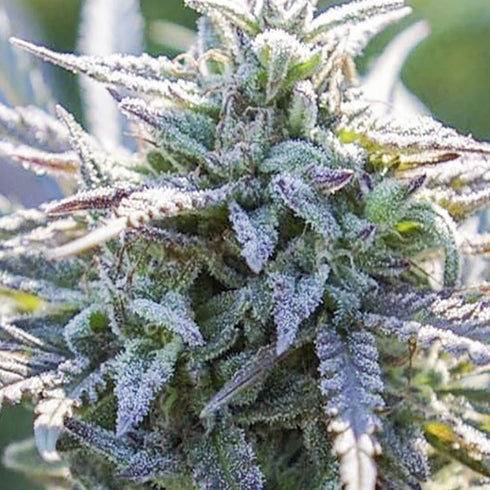 Digital Genetics - Grape SnowTrain