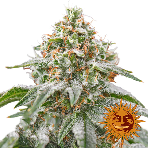 Barney's Farm Seeds - Pink Kush