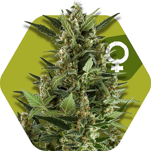 Zambeza Seeds - Green AK XL++