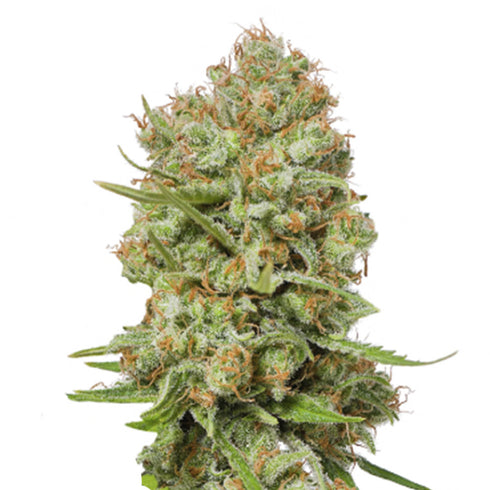 Seed Stockers Seeds - Green Crack