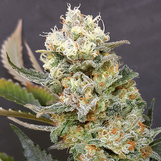 Lineage Genetics - Green Cush