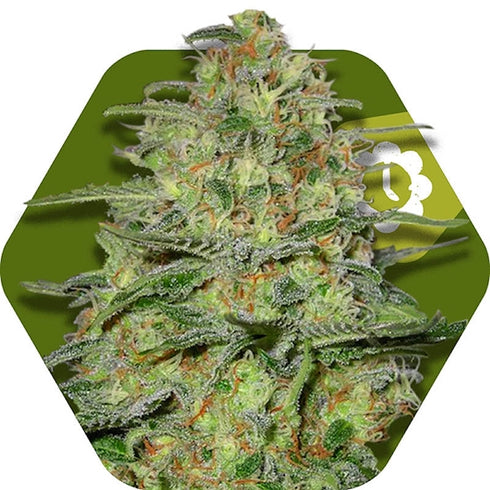 Zambeza Seeds - Green Monster Auto