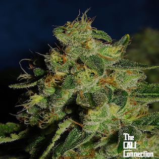 Cali Connection - Green Crack