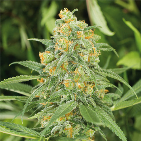 Humboldt Seed Organization - Green Crack 2.0