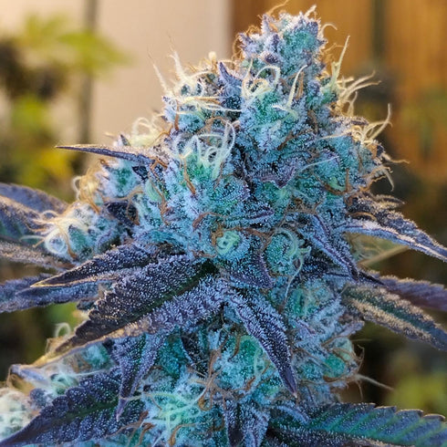 Grounded Genetics - Caviar Lime