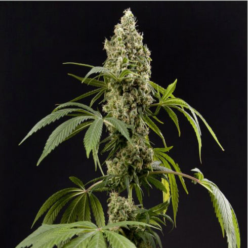 Philosopher Seeds - Guava Berry Kush