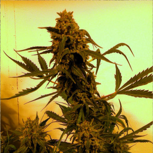 French Touch Seeds - Guillotine Auto