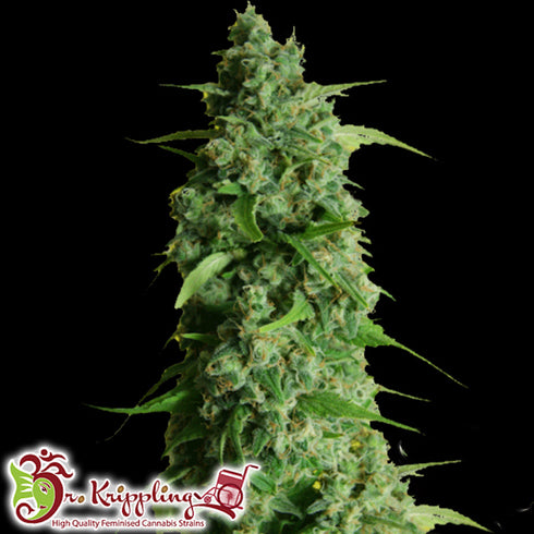 Dr Krippling Seeds - Guys Girl Scout Cookie Glue Auto