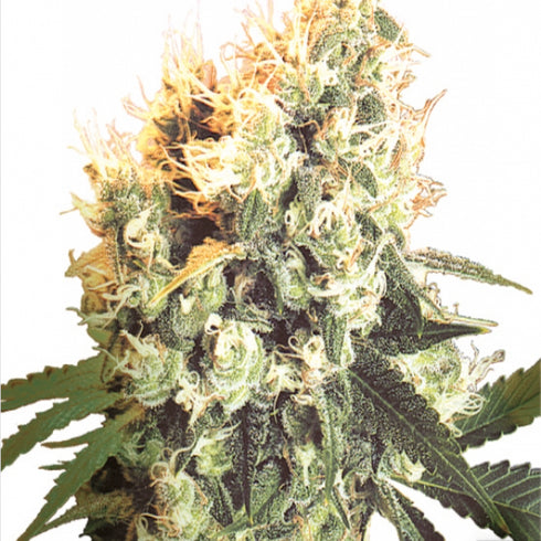 Flying Dutchmen - Haley's Comet